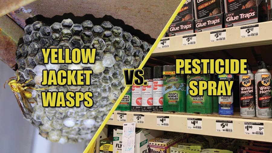 The Best Wasp Pesticide Spray